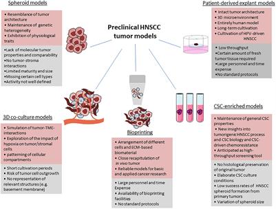 Precision Medicine Gains Momentum: Novel 3D Models and Stem Cell-Based Approaches in Head and Neck Cancer